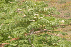 Millettia racemosa